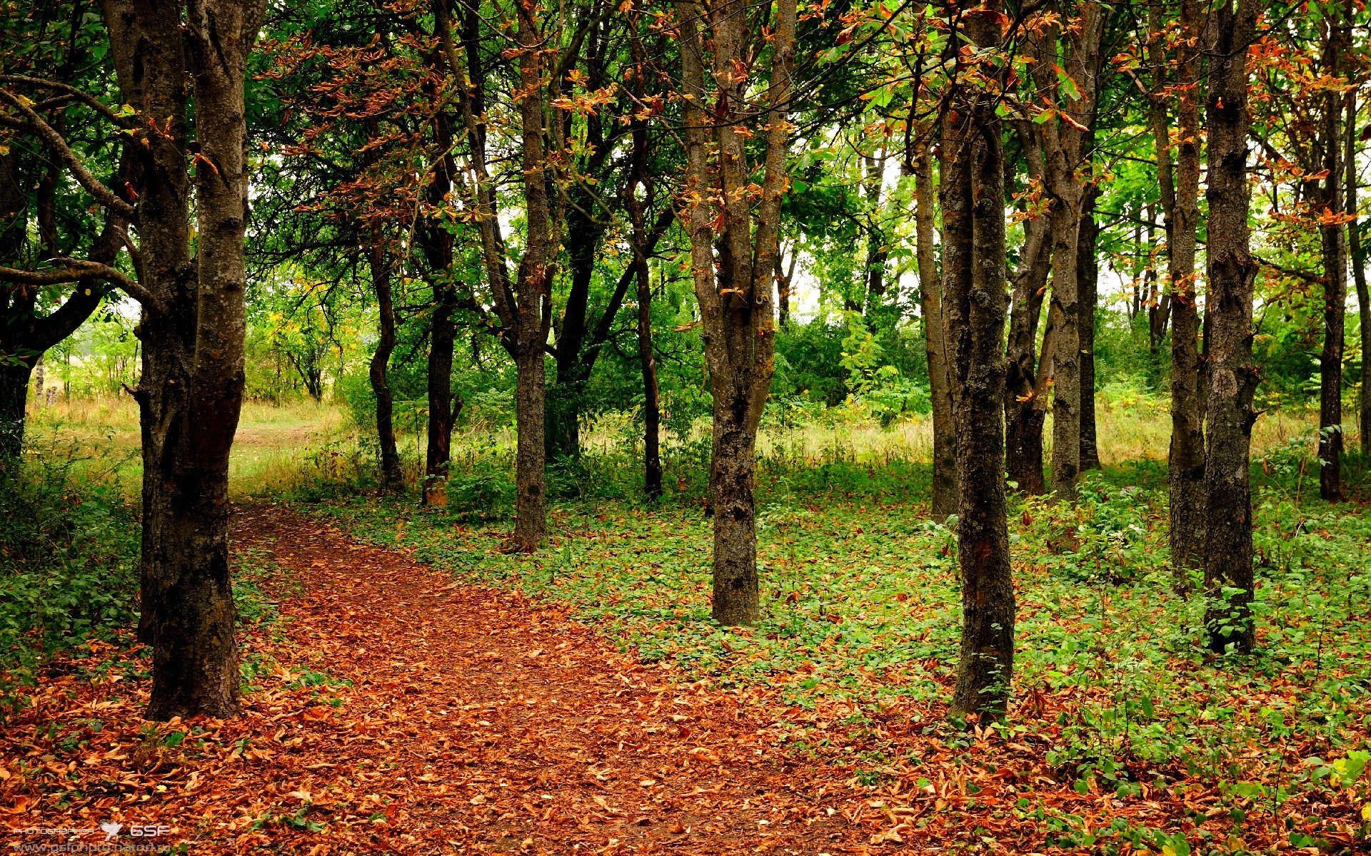 跳水发挥稳定波兰晋级四强，波兰跳高运动员